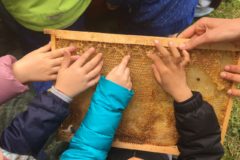 Le classi prime scoprono il mondo delle api